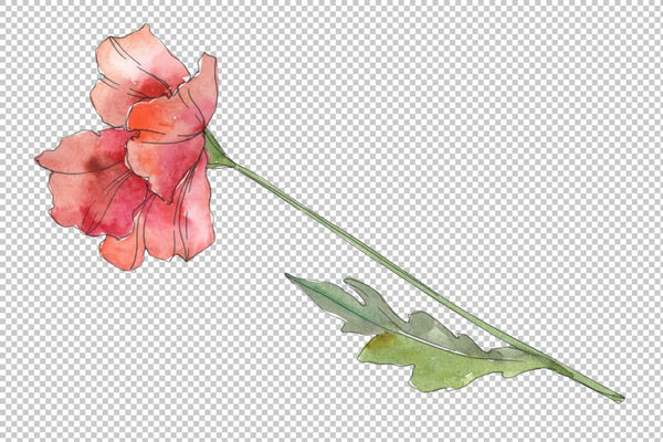 Poppy red Watercolor png Flower