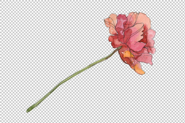 Poppy red Watercolor png Flower