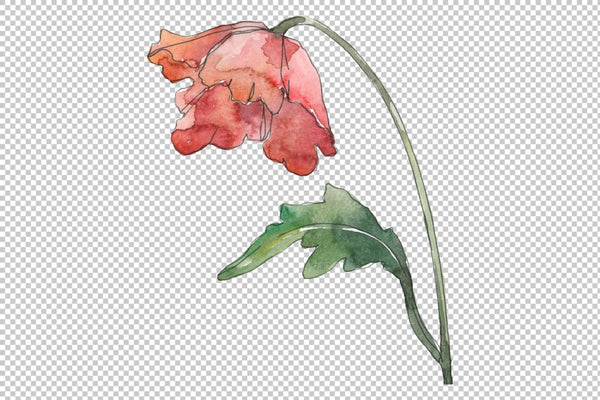 Poppy Watercolor png Flower