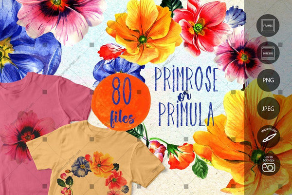 Primrose Or Primula Flowers Png Watercolor Set Digital