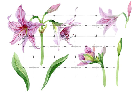 Purple Amaryllis Png Watercolor Flower Set Flower