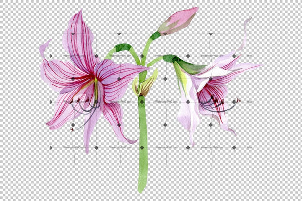 Purple Amaryllis Png Watercolor Flower Set Flower