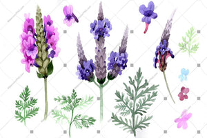 Purple And Pink Lavender Flowers Png Watercolor Flower