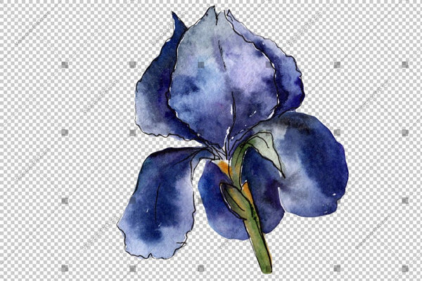 Purple And Yellow Irises Flowers Watercolor Png Flower