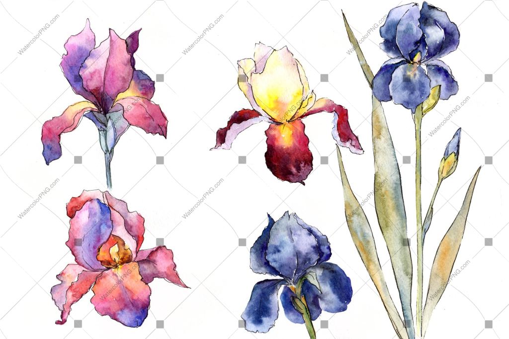 Purple And Yellow Irises Flowers Watercolor Png Flower