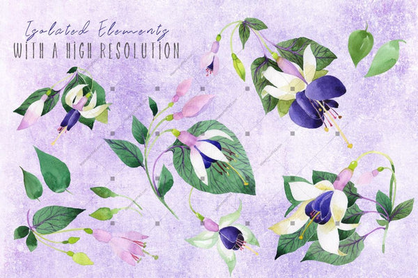 Purple Fuchsia Png Watercolor Flower Set Digital