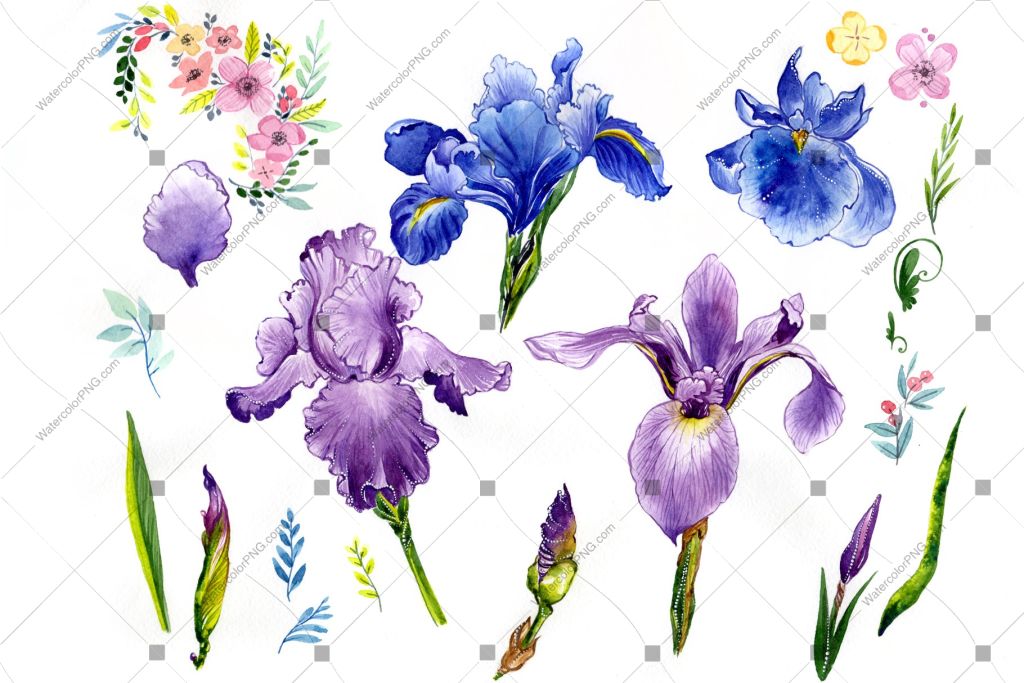 Purple Iris Png Watercolor Flowers Flower