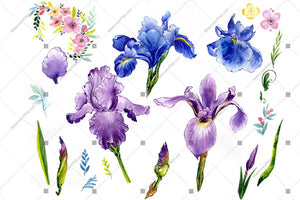 Purple Iris Png Watercolor Flowers Flower