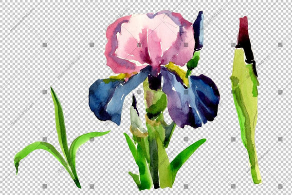 Purple Irises Flowers Png Watercolor Flower