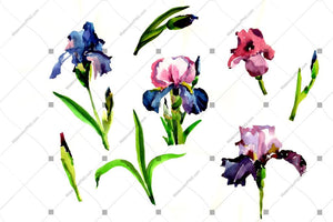 Purple Irises Flowers Png Watercolor Flower