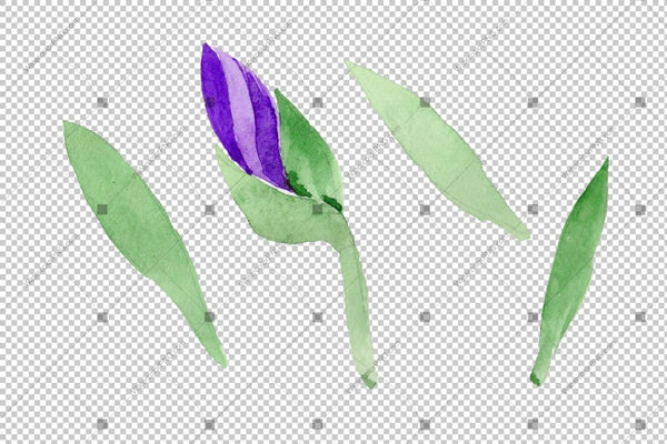 Purple Irises Watercolor Png Flowers Flower