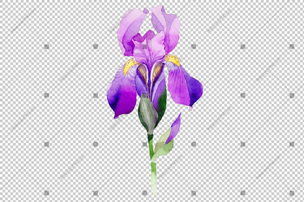 Purple Irises Watercolor Png Flowers Flower