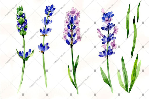 Purple Lavender Flowers Png Watercolor Flower