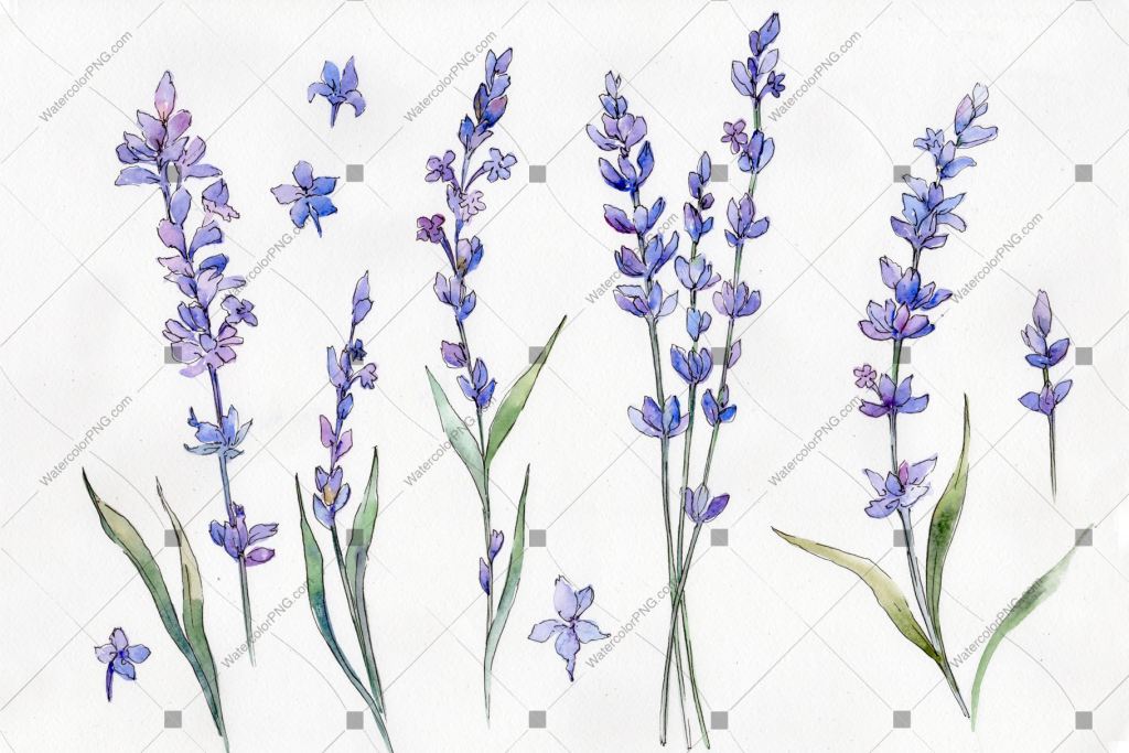 Purple Lavender Flowers Watercolor Png Flower