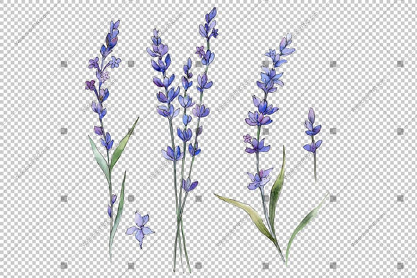Purple Lavender Flowers Watercolor Png Flower