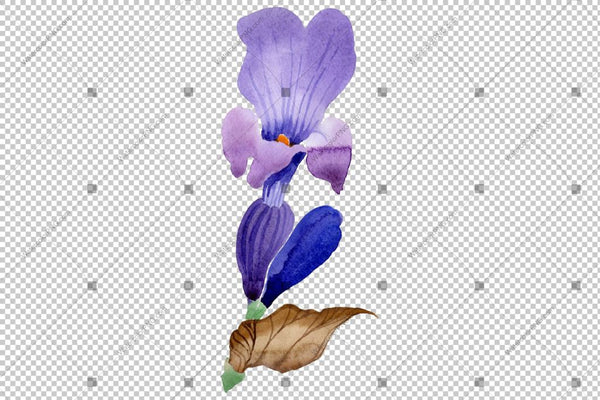 Purple Lavender Flowers Watercolor Png Macro Flower