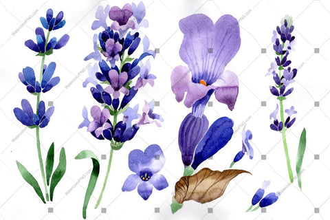 Purple Lavender Flowers Watercolor Png Macro Flower