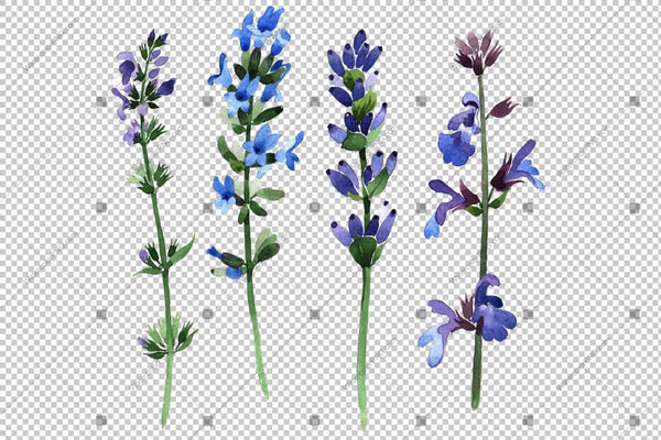 Purple Lavender Png Flowers Watercolor Flower