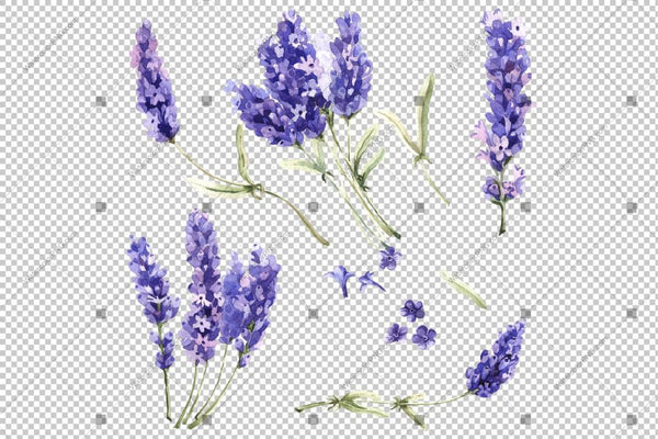 Purple Lavender Wild Flowers Watercolor Png Flower