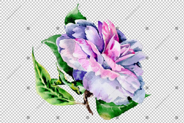 Purple Peony Camelia Watercolor Flower Png Flower