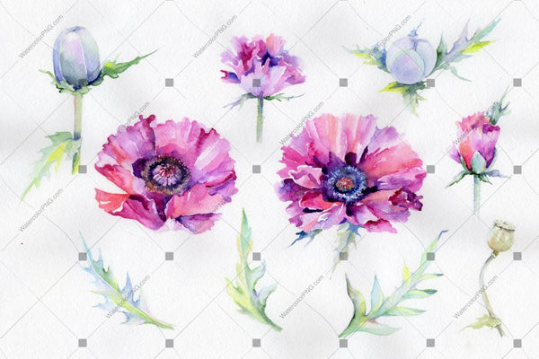 Purple Poppy Watercolor Flowers Png Flower