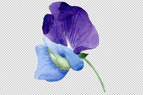 Purple sweet pea flower Watercolor png Flower