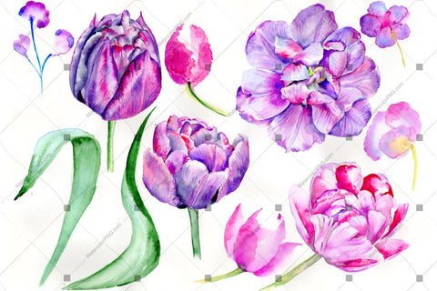 Purple Tulip Flowers Png Watercolor Flower