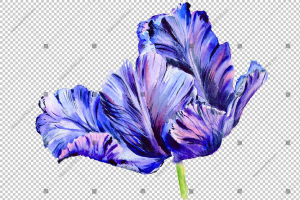 Purple Tulip Watercolor Flowers Png Flower