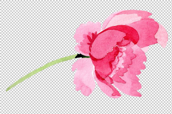 Raspberry red peonies flower watercolor png Flower