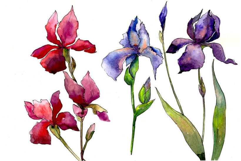 Watercolor Iris royalty free images
