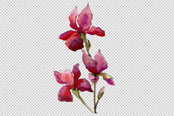 Red and purple irises flowers watercolor PNG Flower
