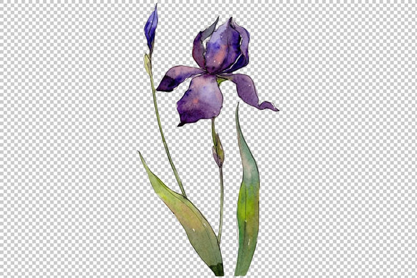 Red and purple irises flowers watercolor PNG Flower
