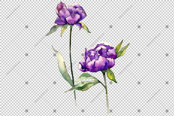 Red And Purple Peony Watercolor Flower Png Flower