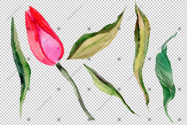 Red And Purple Tulip Flowers Watercolor Png Flower