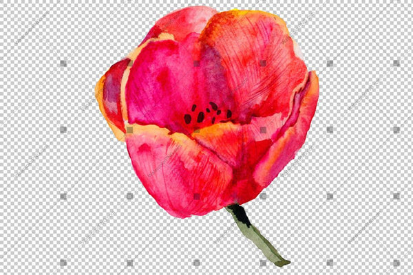 Red And Purple Tulip Flowers Watercolor Png Flower