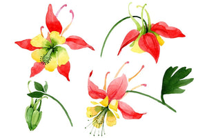 Red aquilegia flower watercolor png Flower