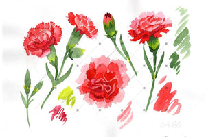 Red Dianthus Png Watercolor Flower Set Flower