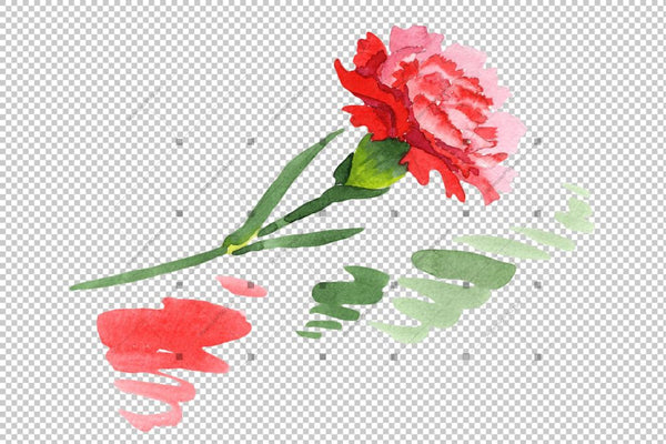 Red Dianthus Png Watercolor Flower Set Flower