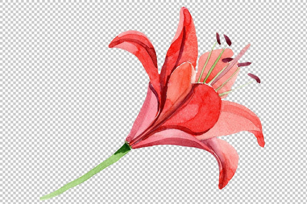 Red lily flower watercolor png Flower