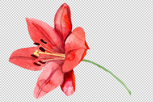 Red lily flower watercolor png Flower