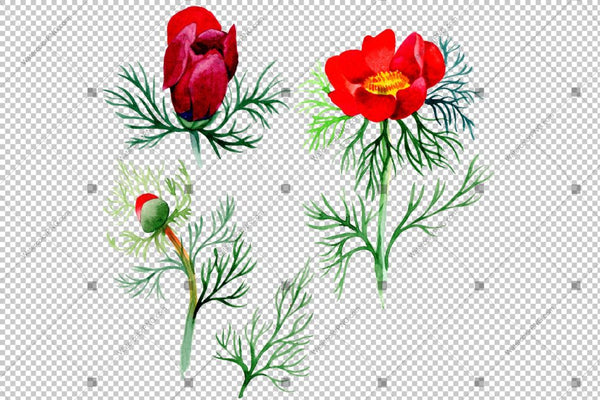 Red Peony Herbaceous Watercolor Flower Png Flower