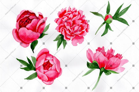 Red Peony Watercolor Flower Png Flower