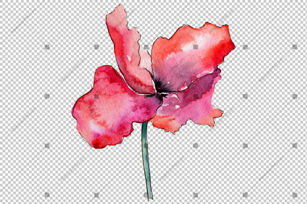 Red Poppy Colorful Watercolor Flowers Png Flower