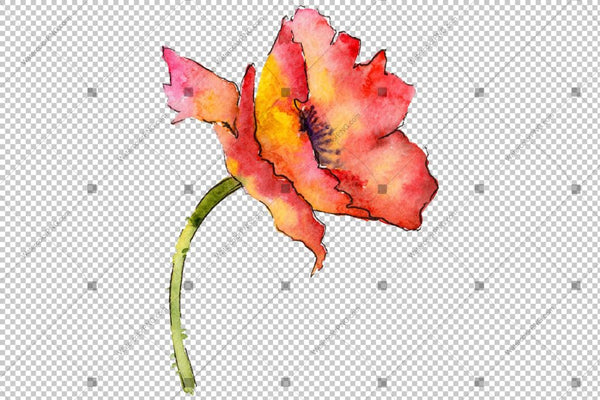 Red Poppy Colorful Watercolor Flowers Png Flower