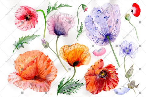 Red Poppy Flowers Colorful Watercolor Png Set Flower