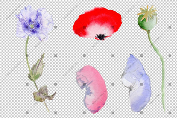 Red Poppy Flowers Colorful Watercolor Png Set Flower