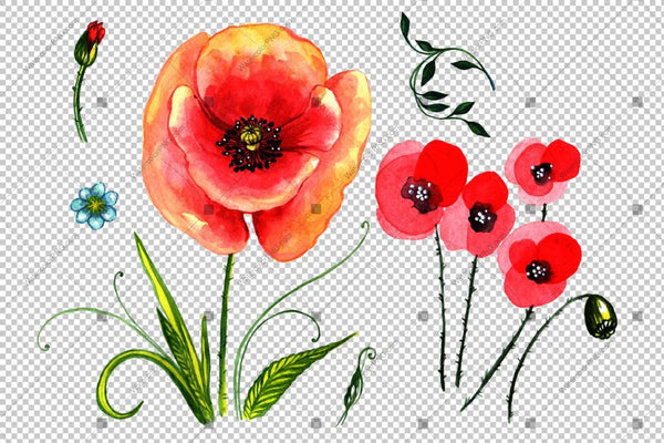 Red Poppy Flowers Watercolor Png Flower