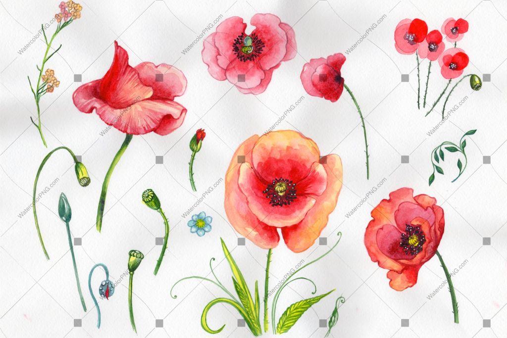 Red Poppy Flowers Watercolor Png Flower
