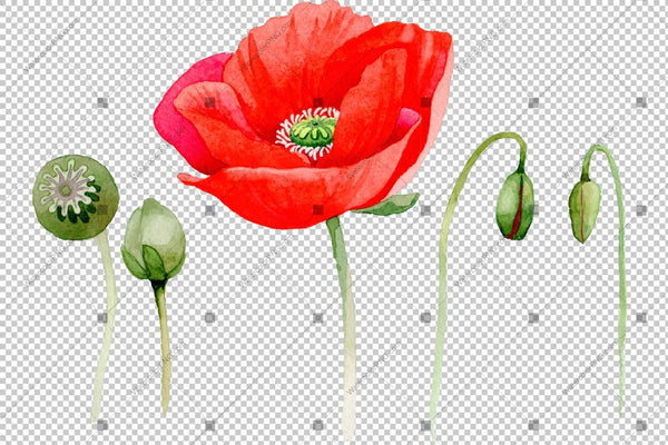 Red Poppy Flowers Watercolor Png Set Flower