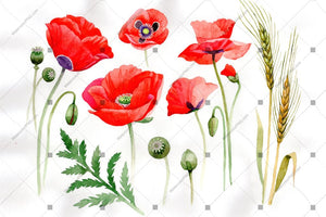 Red Poppy Flowers Watercolor Png Set Flower
